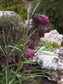 Fritillaria meleagris Szachownica kostkowata